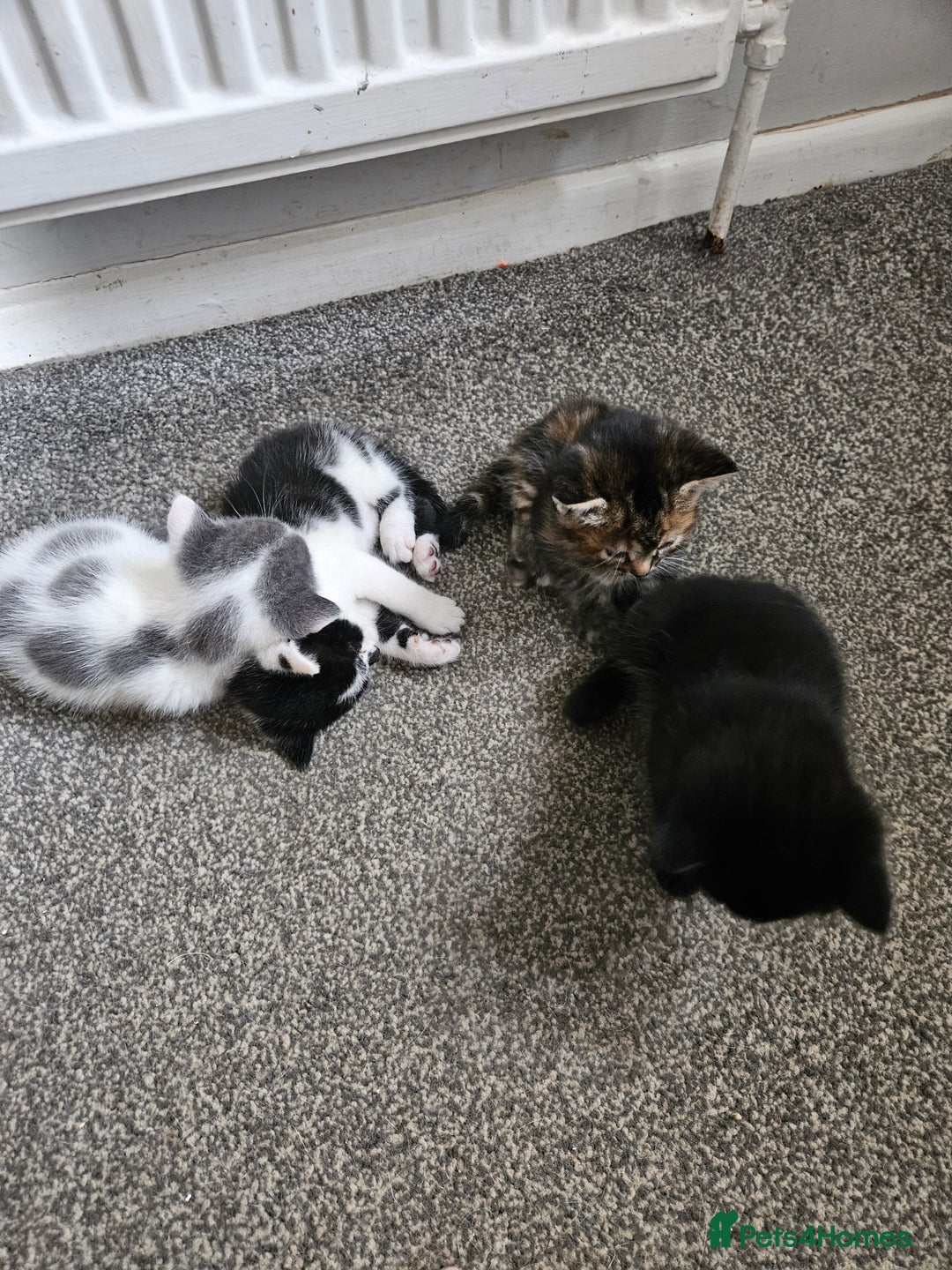 Mixed Breed cats for sale: 🐾 6 Adorable Kittens Looking for Loving Homes!  - Image 4