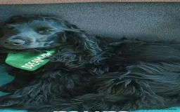 Cocker Spaniel dogs for sale: Stunning cocker spaniel litter  - Image 18