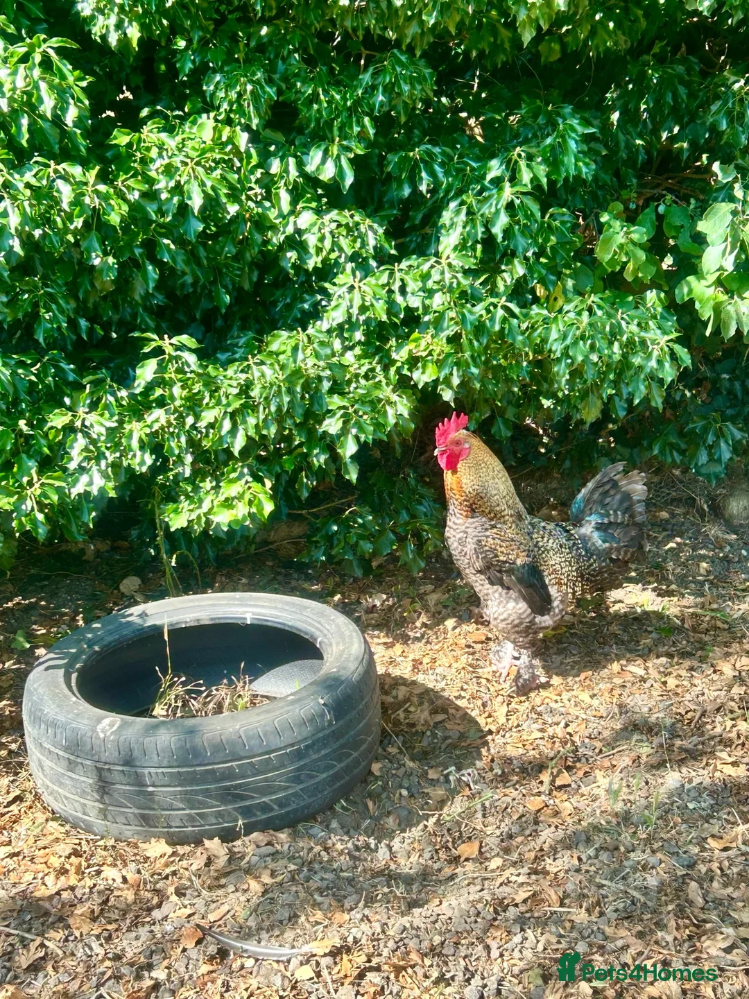 Chickens poultry for sale: 🐓 Dude — looking for the Right Home! in Huntingdon - Advert 2