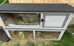 Guinea Pig rodents for sale: 2 bonded Male Guinea Pigs - Image 5