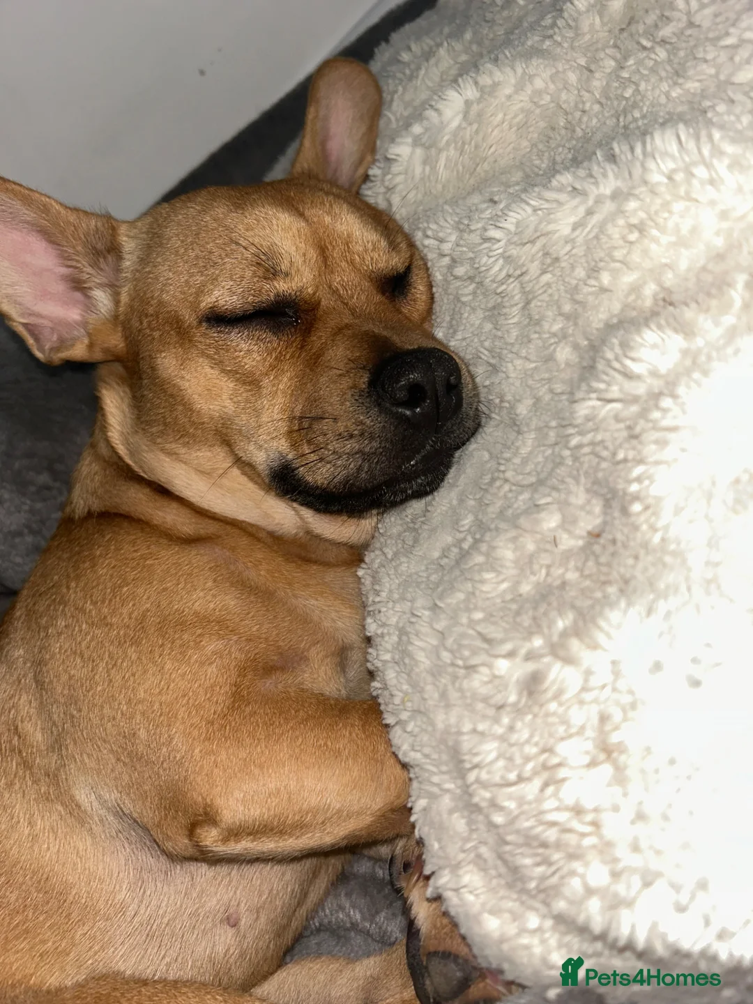 Mixed Breed dogs for sale: French bulldog X jack Russell  in Hemel Hempstead - Advert 2