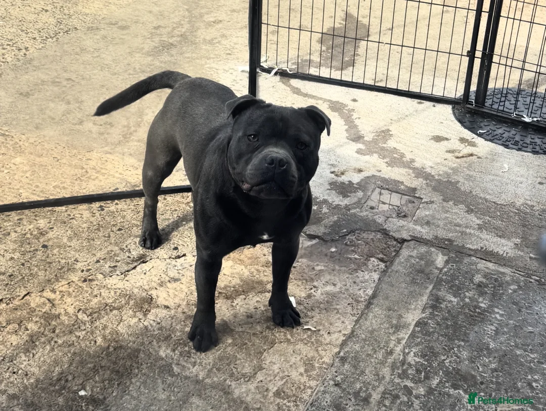 Staffordshire Bull Terrier dogs for stud: Quality health tested blue Stafford stud  - Advert 8