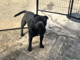 Staffordshire Bull Terrier dogs Quality health tested blue Stafford stud - Advert 9