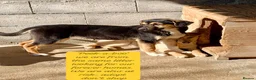 Mixed Breed dogs for adoption: Shannon, 6 months approx, Available for adoption. in Brixham - Advert 7