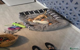 Mixed Breed dogs for sale: Meet Coco - Image 3