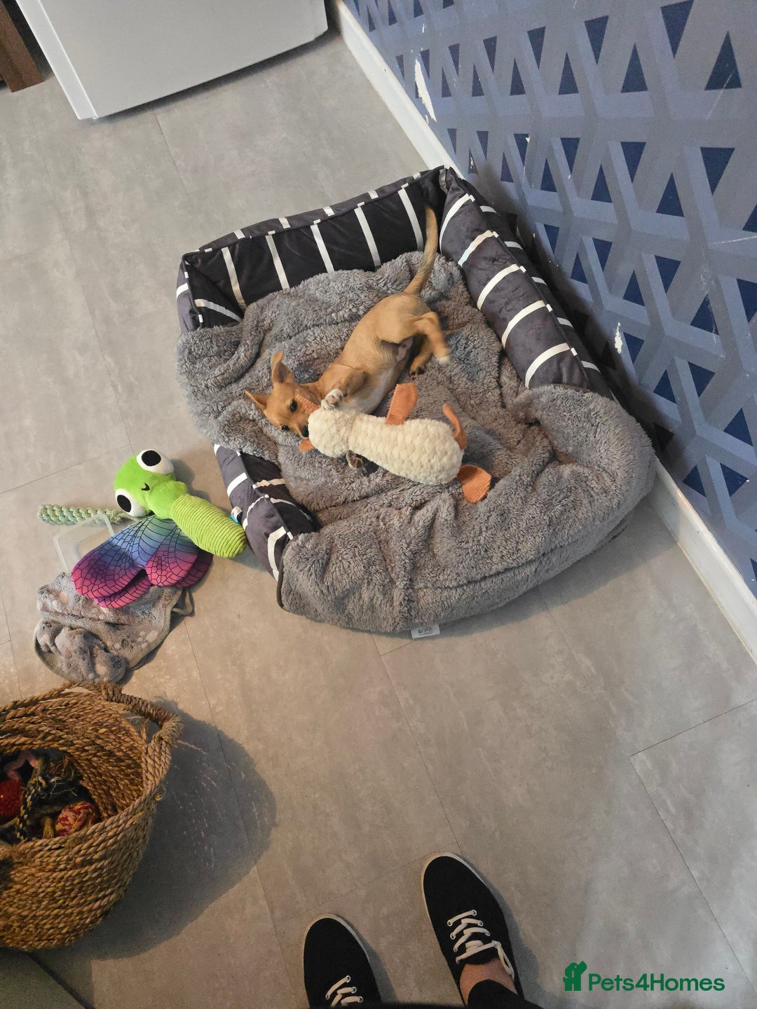 Mixed Breed dogs for sale: Meet Coco - Image 3