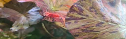 Mixed Breed invertebrates for sale: RED CHERRY SHRIMP  in Rotherham - Advert 2