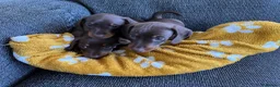 Miniature Dachshund dogs for sale: Genuine miniature dachshund  - Advert 21