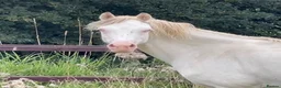 Welsh Section B horses for sale: Beautiful Cremello Welsh B mare - Advert 3