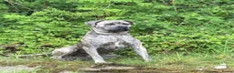 Cane Corso dogs for stud: Reverse Brindle Cane Corso Stud - Advert 1