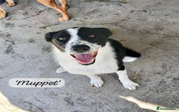 Mixed Breed dogs for adoption: Muppet, 18 months. Available for adoption. - Image 2