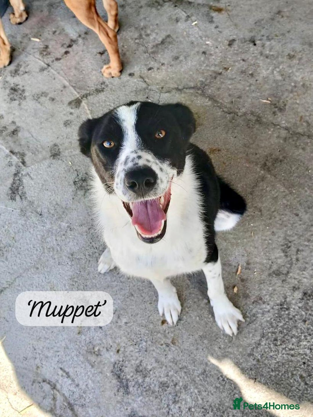 Mixed Breed dogs for adoption: Muppet, 18 months. Available for adoption. - Image 2