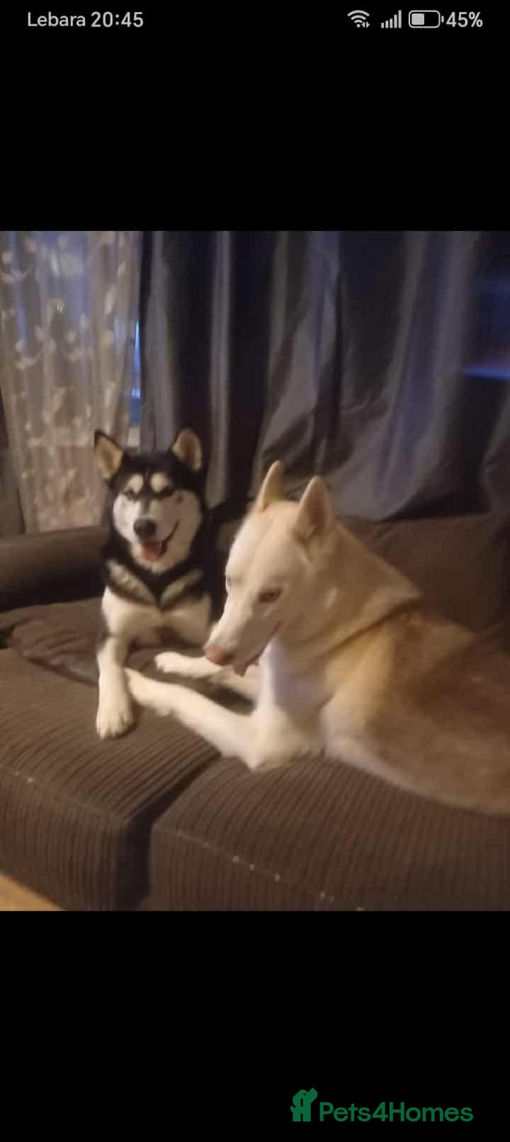 Siberian Husky dogs Sibirian Husky - Advert 5