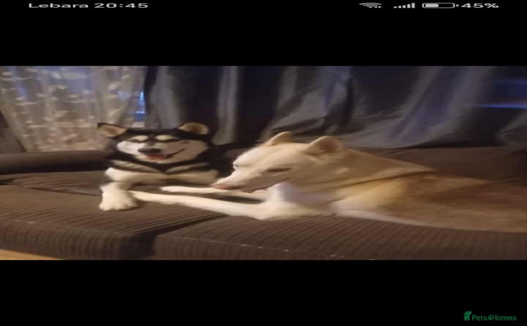 Siberian Husky dogs - Advert 4