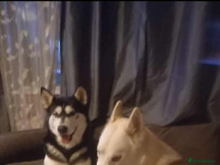 Siberian Husky dogs - Advert 9