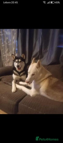 Siberian Husky dogs - Advert 6