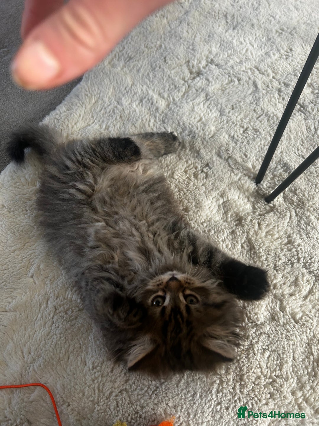 Persian cats for sale: Persian Kittens Looking for Loving Homes - Advert 17