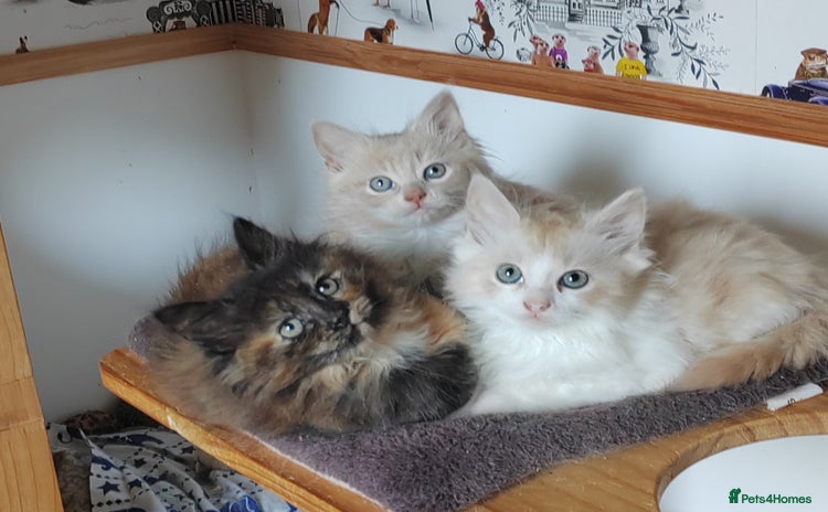 Maine Coon cats - Advert 1