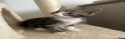 British Shorthair cats for sale: Beautiful female kitten for sale - Advert 3