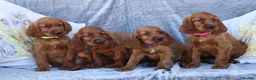 Irish Setter dogs for sale: Adorable lovable irish Setter puppies  - Advert 8