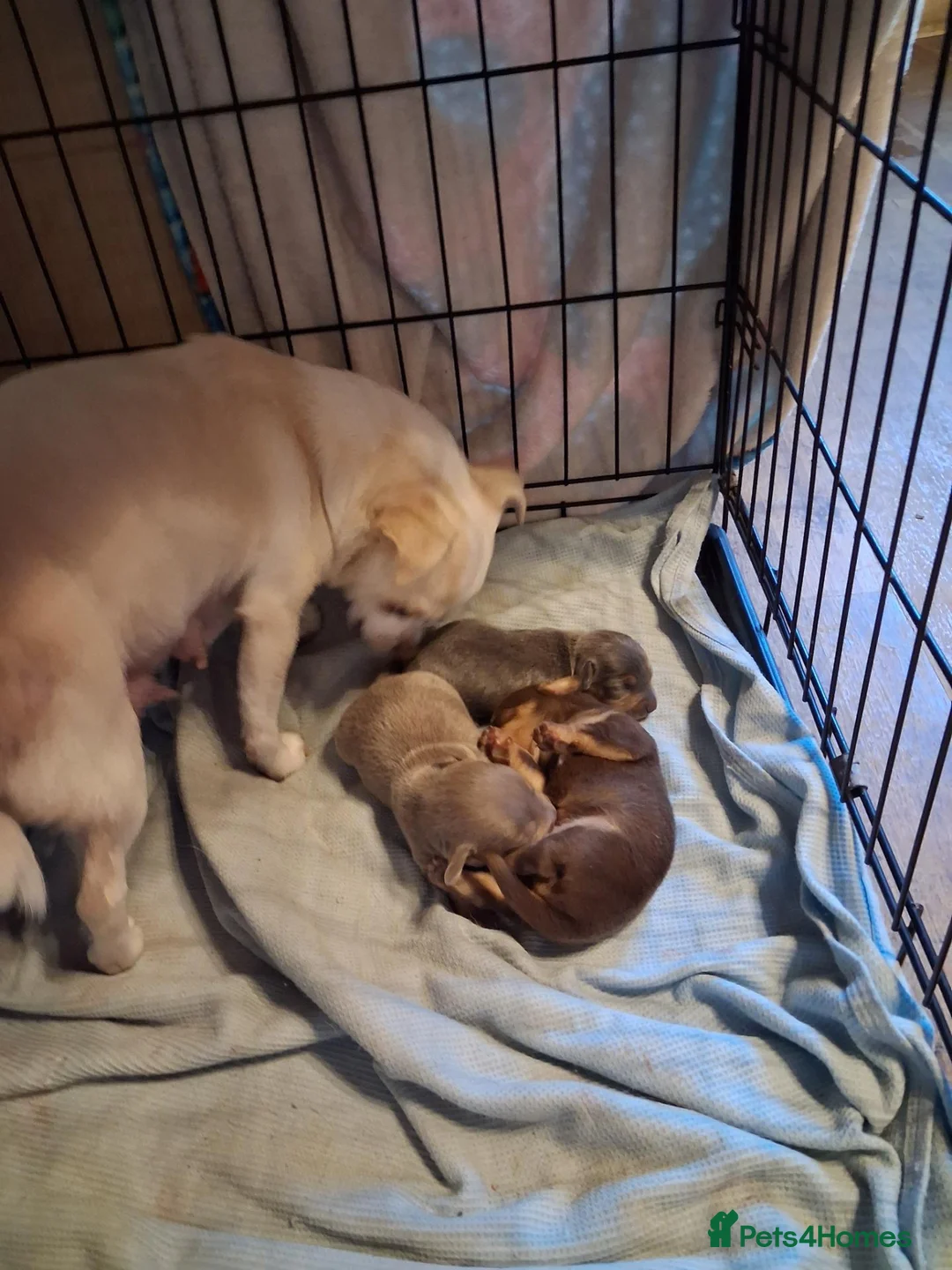 Chiweenie dogs for sale: Chiweenies for sale. - Advert 2