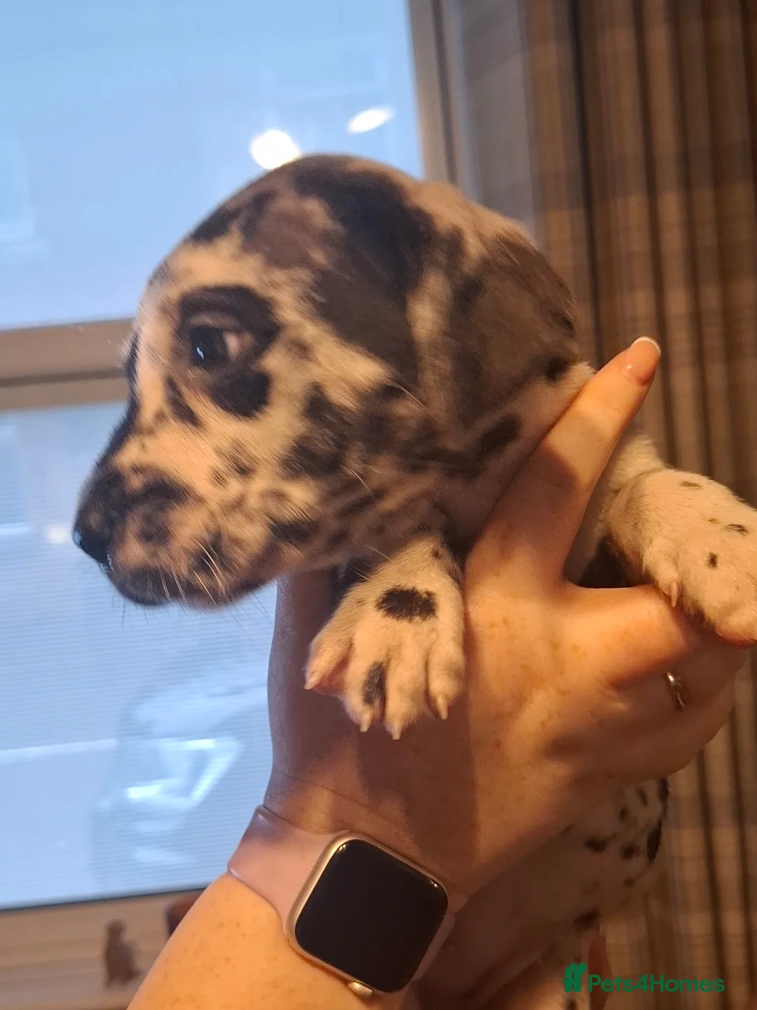 Great Dane dogs for sale: Great Dane puppies K.C Registered  - Advert 7