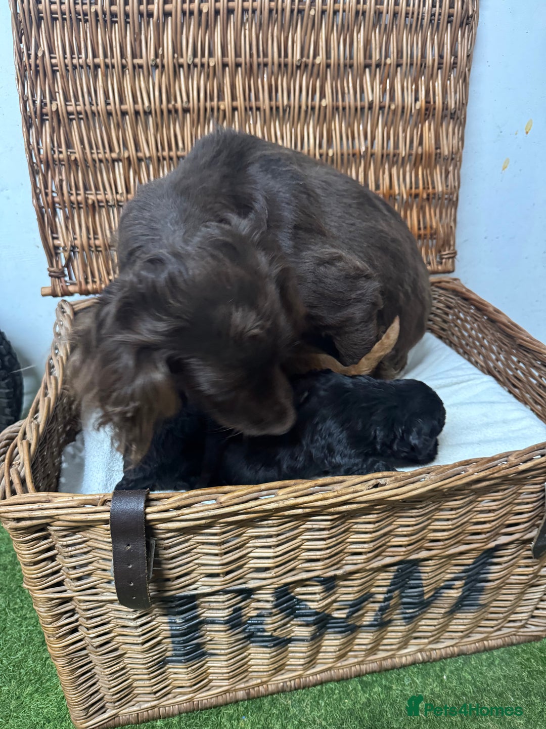 Cockapoo dogs for sale:  DNA health tested fully vaccinated ready to go - Advert 9