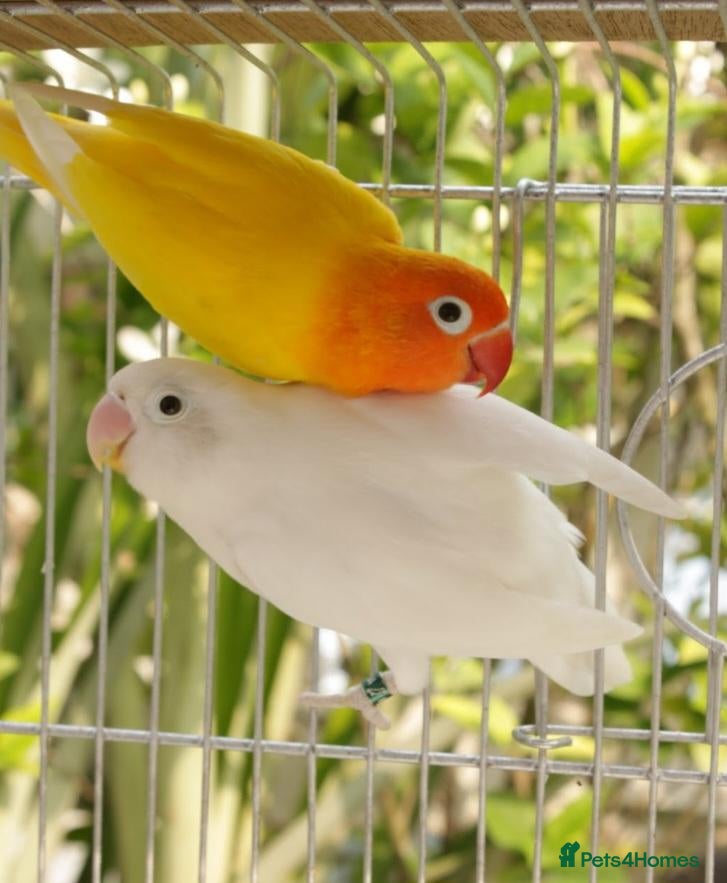 Lovebirds birds for sale: Wanted lutino and albino  male  - Advert 7