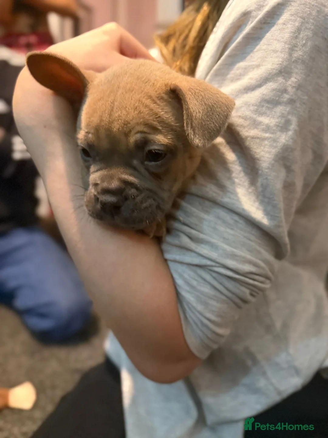 Mixed Breed dogs for sale: Puppies for sale  - Advert 5