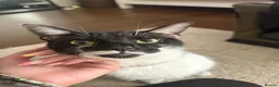 Mixed Breed cats for sale: Marble  - Advert 3