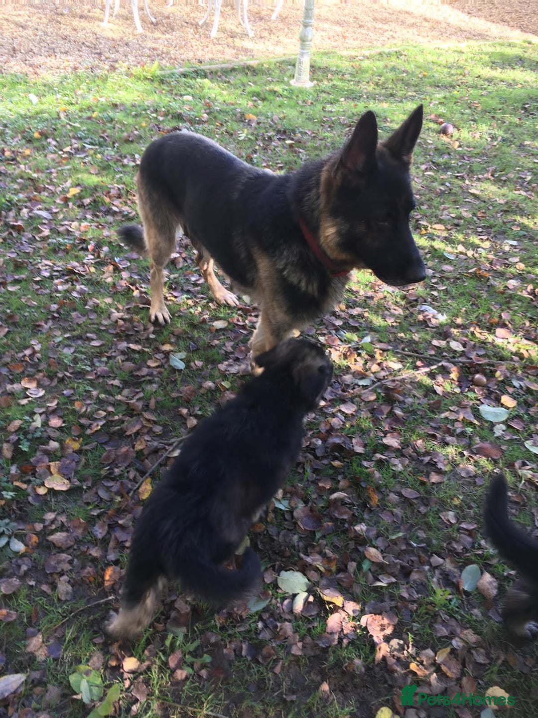 German Shepherd dogs for sale: German Shepherd Puppies - Advert 20