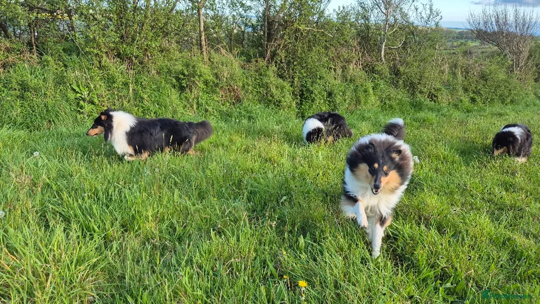 Rough Collie dogs for sale: Tricolour Males DNA clear non carriers 0% related  - Advert 9