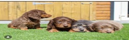 Miniature Dachshund dogs for stud: Kc miniature long haired  in Scunthorpe - Advert 4