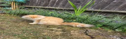 British Longhair cats for sale: British Longhair WCF Champion Kittens ⭐  - Advert 21