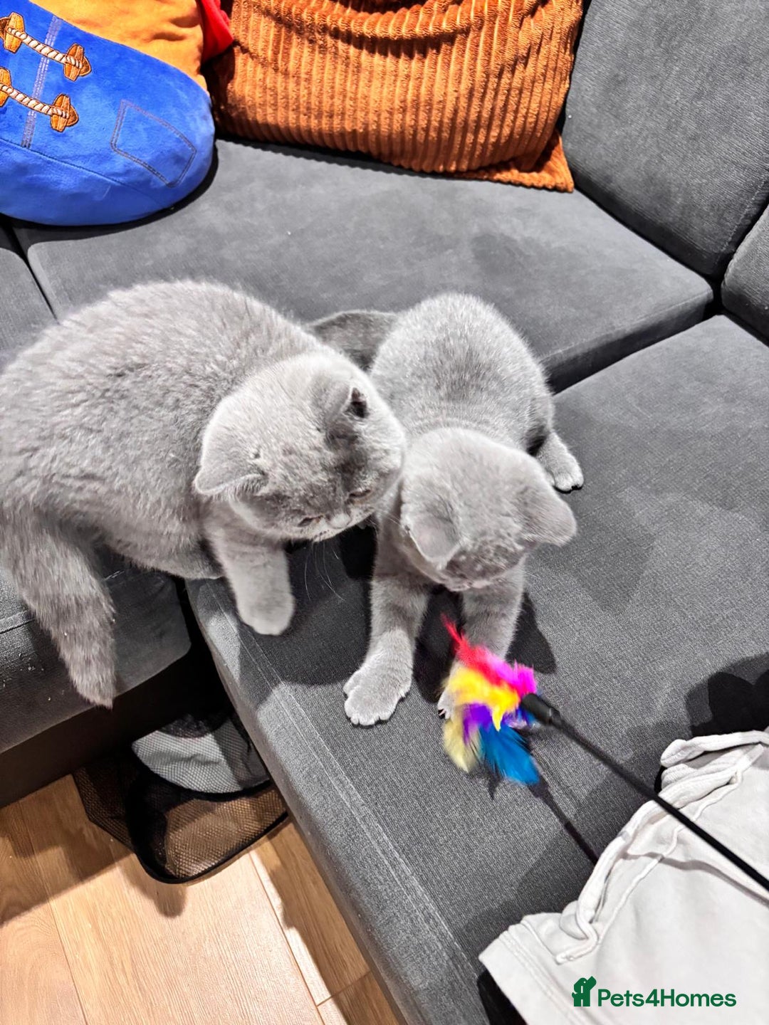 British Shorthair cats for sale: GCCF Champion British Shorthair  - Advert 1