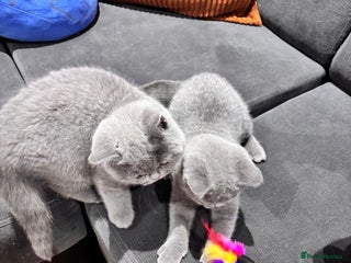 British Shorthair cats GCCF Champion British Shorthair - Advert 1