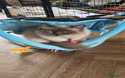 Ragdoll cats for sale: Beautiful  Blue point Mitted Ragdolls  - Image 9