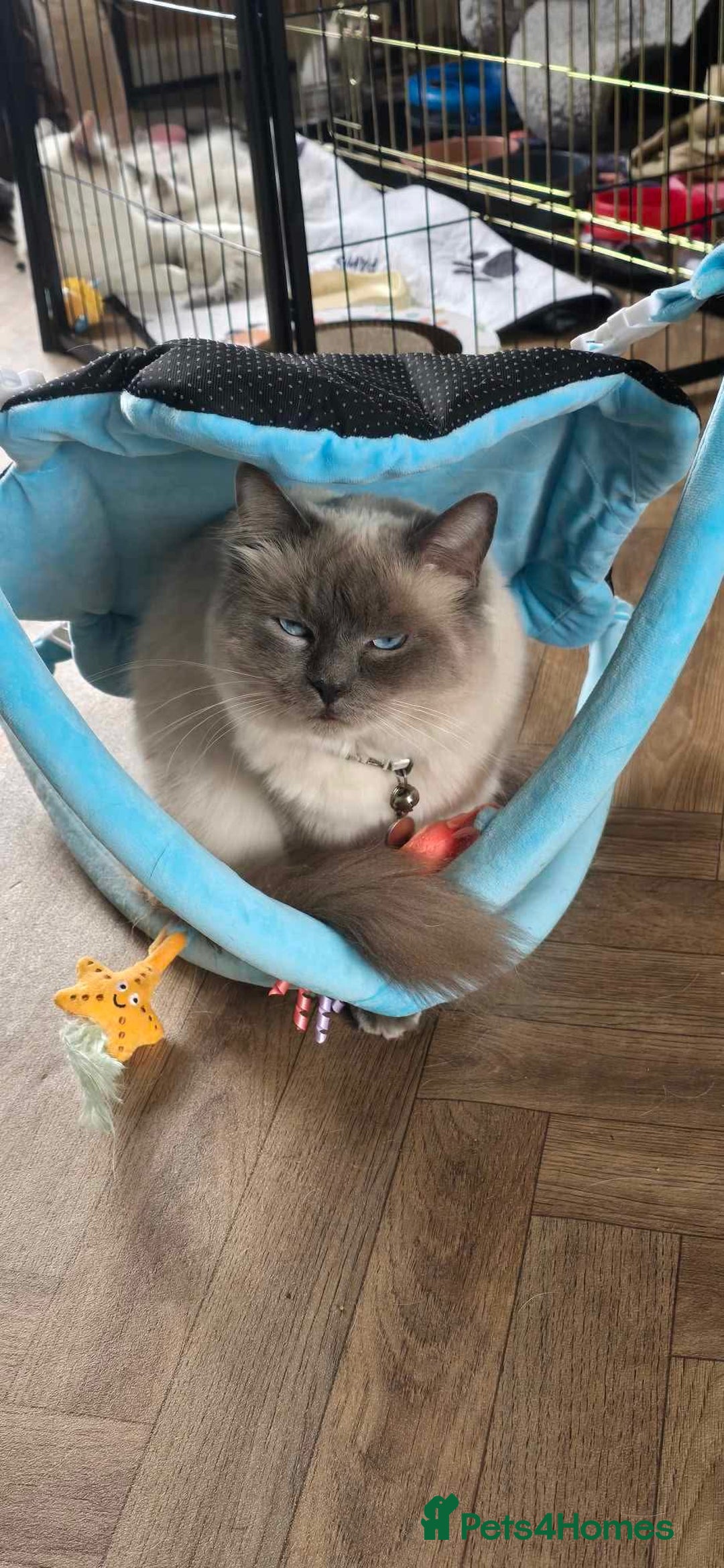Ragdoll cats for sale: Beautiful  Blue point Mitted Ragdolls  - Image 9