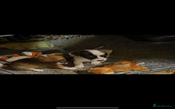 Jack Russell dogs for sale: Jack Russel puppies - Image 8