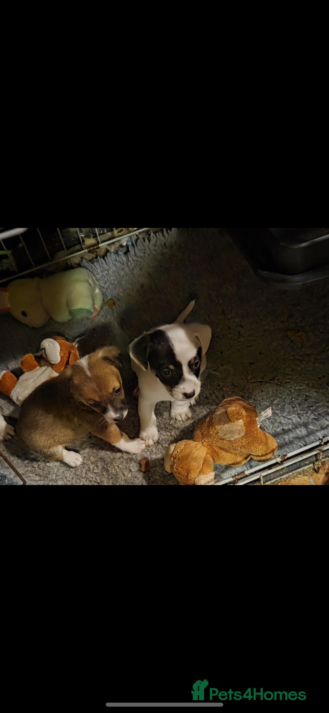 Jack Russell dogs for sale: Jack Russel puppies - Image 8