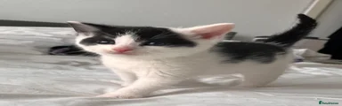 Mixed Breed Kitten 2