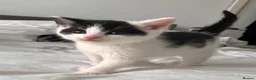 Mixed Breed cats for sale: 3 males, 1 female from loving family home - Advert 15