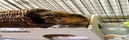 Guinea Pig rodents for sale: 2 male Abyssinian guinea pigs  in Radstock - Advert 4