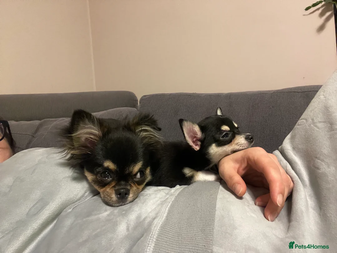 Chihuahua dogs for sale: Proven Chihuahua Pair–Male KC registered & Female - Advert 8