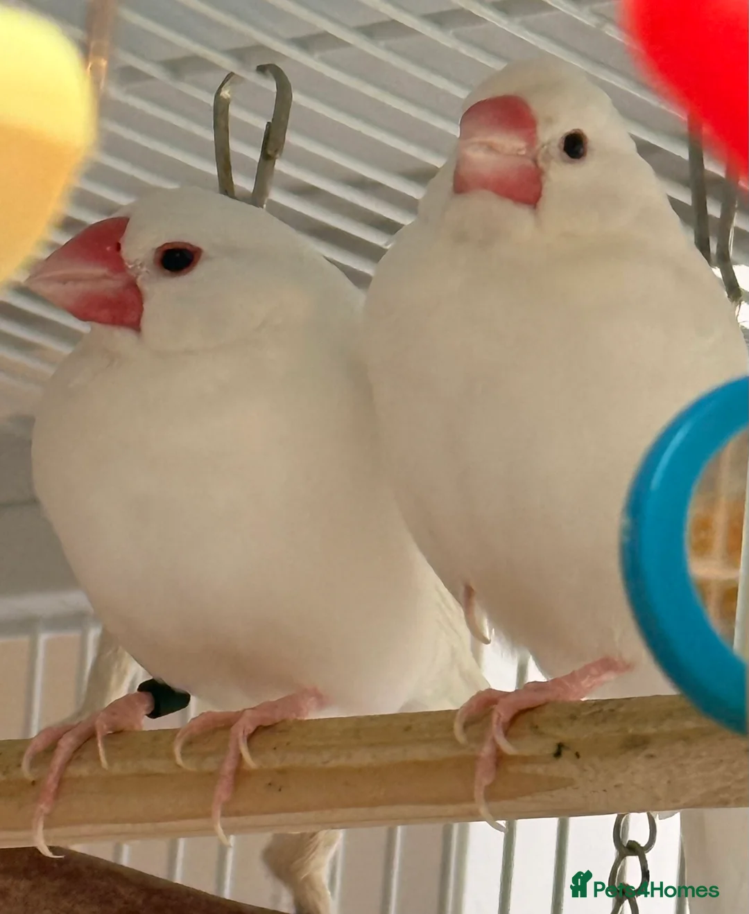 Finches birds for sale: Java sparrows bonded male and female 6 months old  - Advert 1