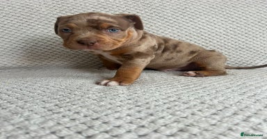 American Bully dogs - Advert 14