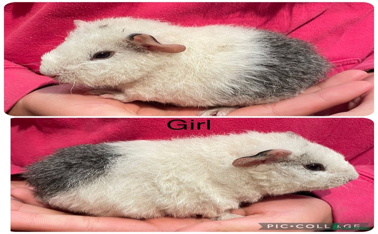 Guinea Pig rodents - Advert 1