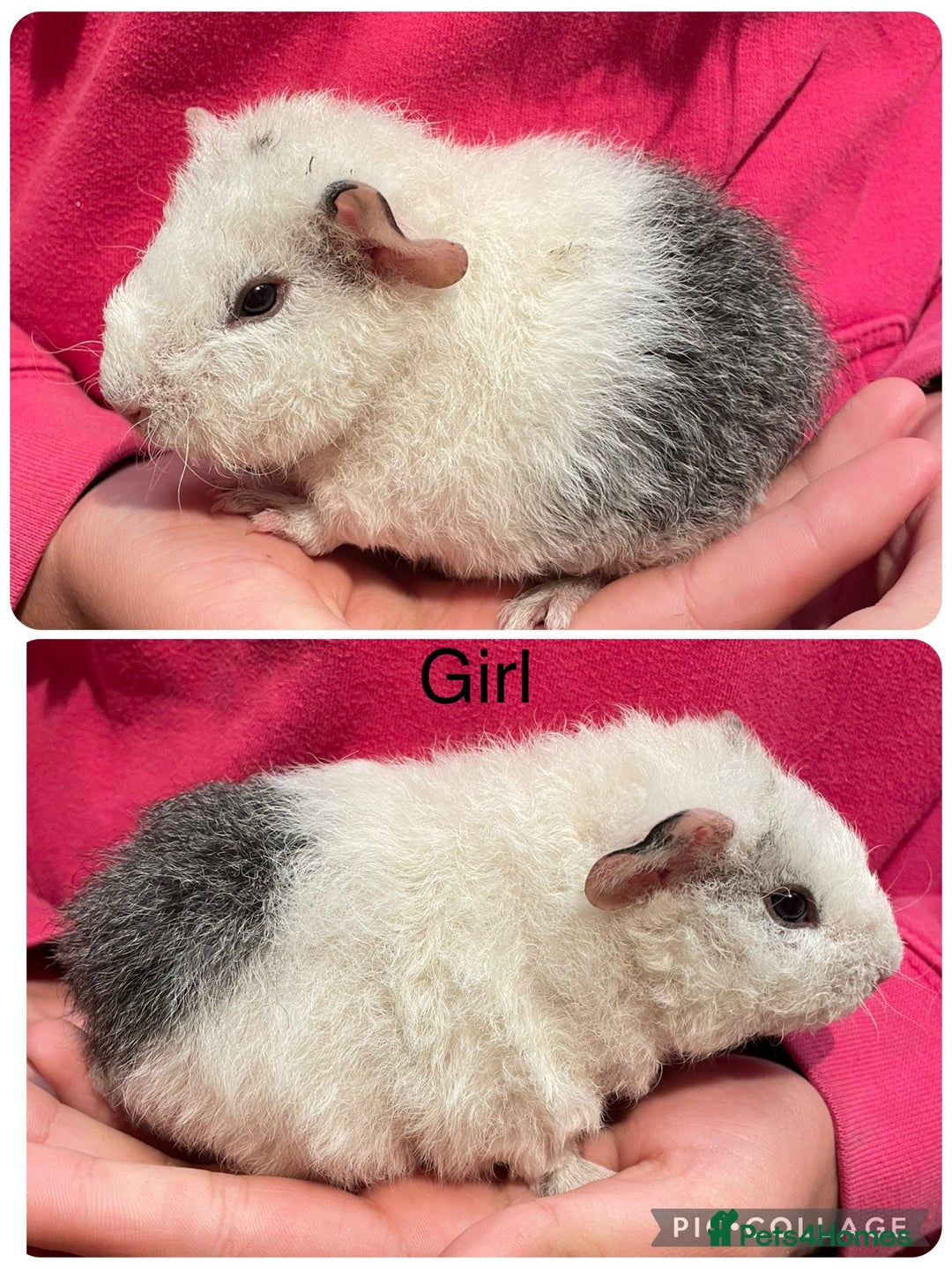 Guinea Pig rodents for sale: Baby sow guinea pigs  - Image 1