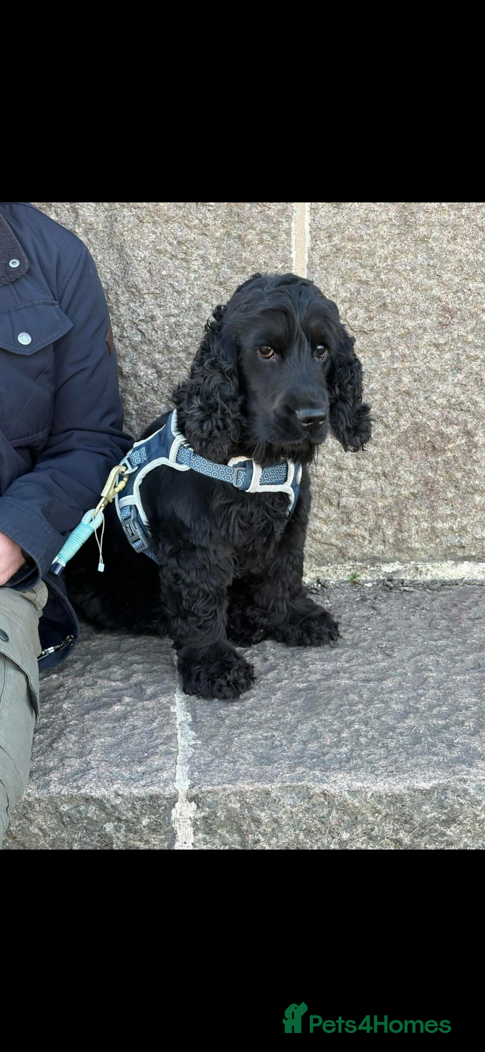 Cocker Spaniel dogs Beautiful Kc reg litter of show type cockers   - Advert 2