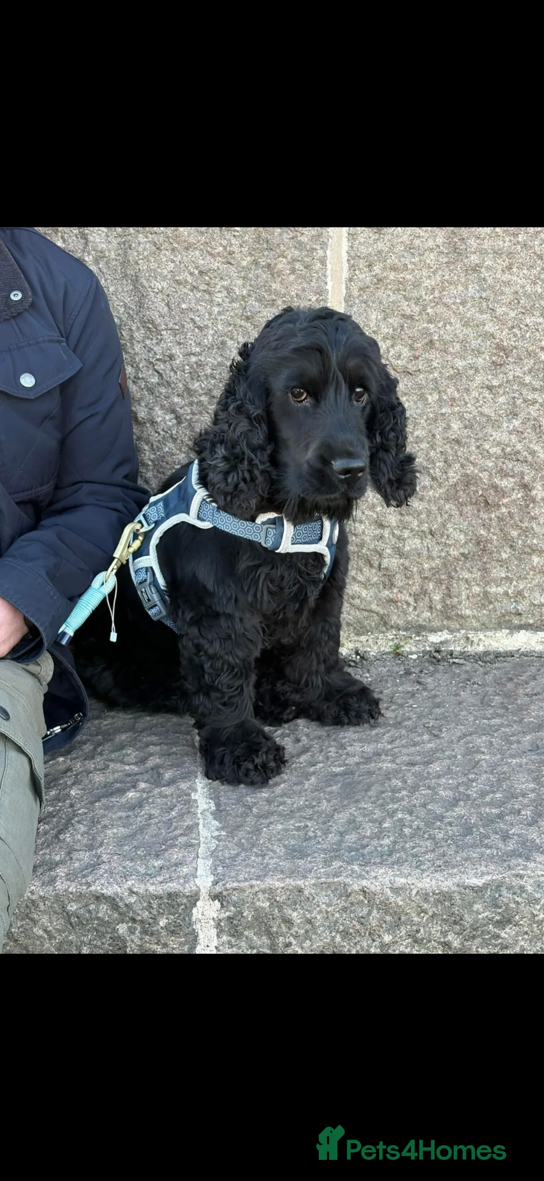 Cocker Spaniel dogs for sale: Beautiful Kc reg litter of show type cockers   - Advert 2